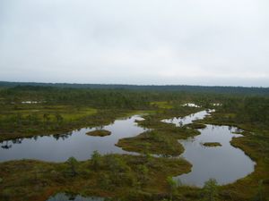 Bogs (semi-solid swampy land) with trees and ponds