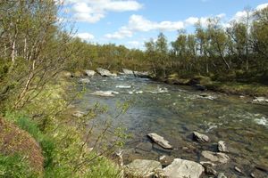 Shallow river with rocks at the riverbed and at the shores, which are also lined with trees like birches and shrubs