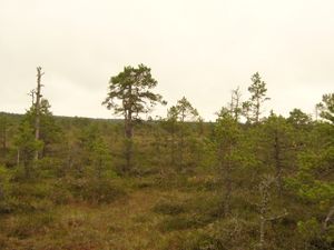 Bog (semi-solid swampy shrubland) with solitary trees