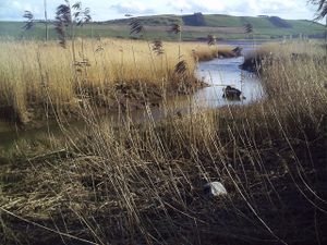 Picture of the bank of a river with reeds and hills in the distance