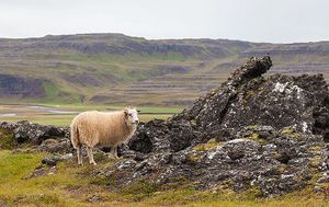 A sheep can be seen in a rugged, rocky and treeless landscape, gently sloping upwards in the distance