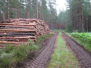 Stack of cut tree trunks cleared of branches next to a dirt path through a forest, apparently used by tracked forestry vehicles