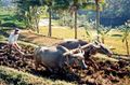 Water buffalo ploughing rice paddy.jpg